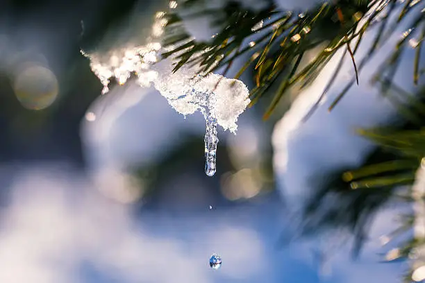 Melting icicle on a snow covered pine branch at winter forest. Snowbreak