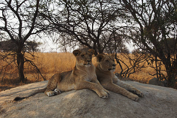 istock two young lionesses lie on a rock and watching 628876532