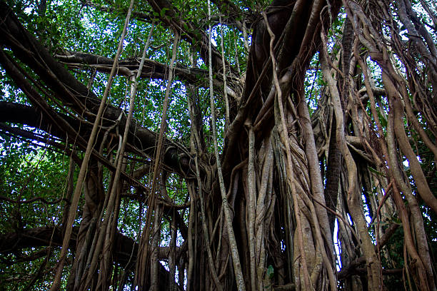istock Walk through the rainforest around Lake Sveet 628882546