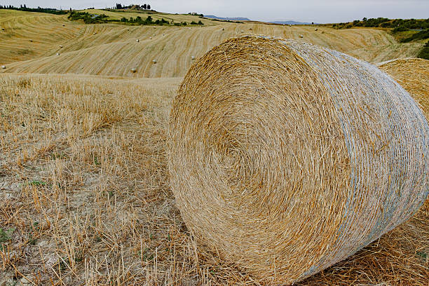istock Round straw bales in harvested fields and blue sky 628883076
