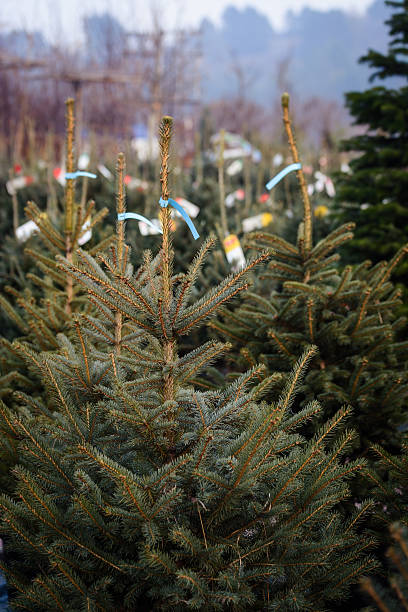 istock Christmas trees for sale 628883380