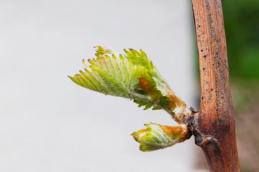 sprout of grapes