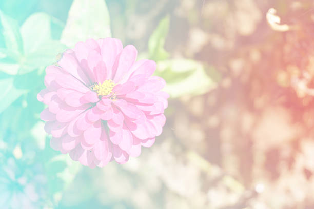 istock Pretty pink flowers blooming in the garden. 628885204