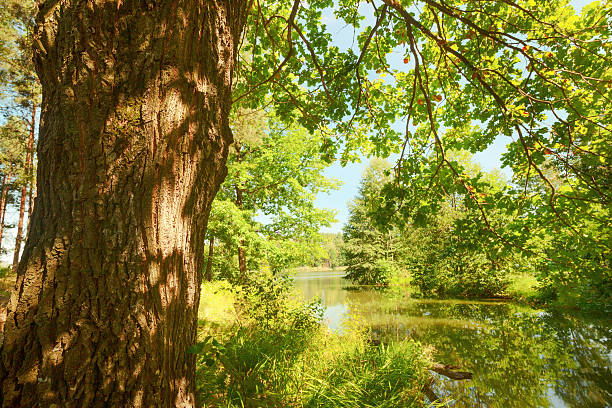 istock forest on the shore of lake 628885268