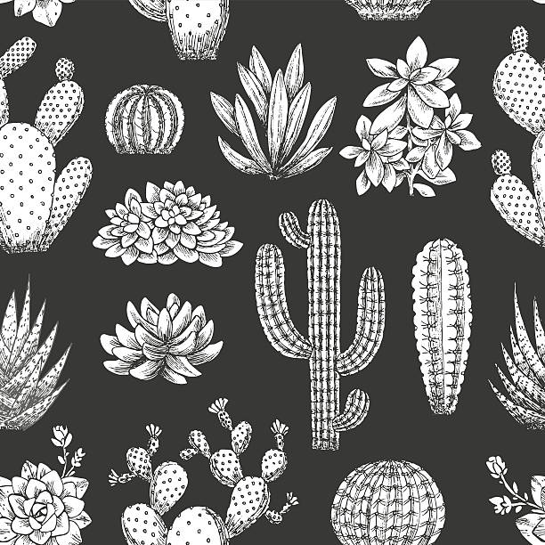 ilustraciones, imágenes clip art, dibujos animados e iconos de stock de patrón sin costuras de cactus. ilustración de estilo incompleto. suculenta colección. - abstract flower tropical climate single flower