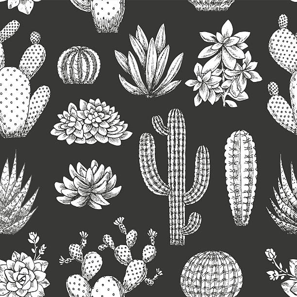 선인장 원활한 패턴. 스케치 스타일 일러스트레이션. 즙이 많은 컬렉션. - flower desert single flower cactus stock illustrations