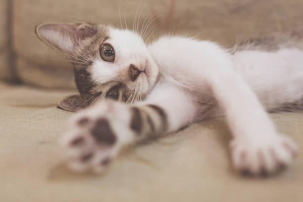 istock Kitten stretching out legs trying to touch camera 628895752