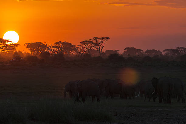 istock Evening landscape with elephants. Nightlife. Amboseli, Kenya 628897192