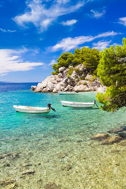 erstaunlich strand in brela - europe pine tree sea adriatic sea stock-fotos und bilder