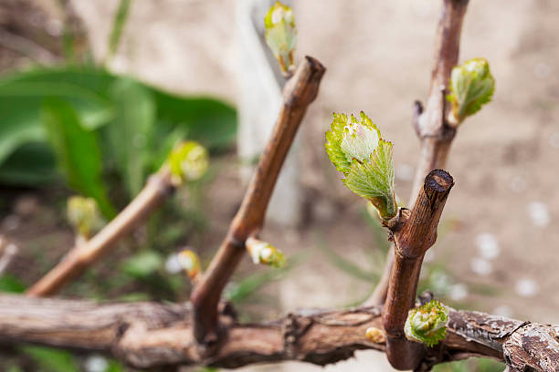 sprout of grapes