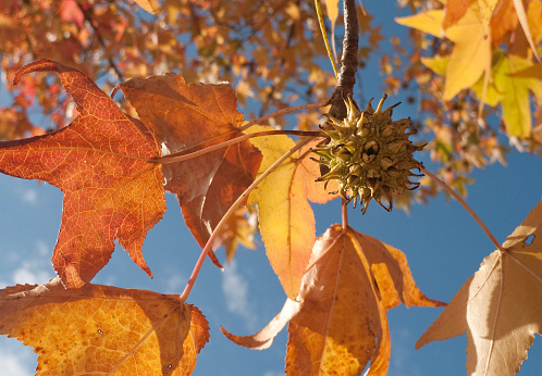 Orange and yellow autumn leaves and fruit of the sweet gum tree against a beautiful blue sky. Also called Liquidambar styraciflua, American Sweetgum, star-leaved gum, alligator wood, red gum, bilsted, hazel pine.