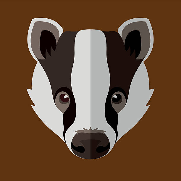 Badger An illustration of a badger's face. badger stock illustrations