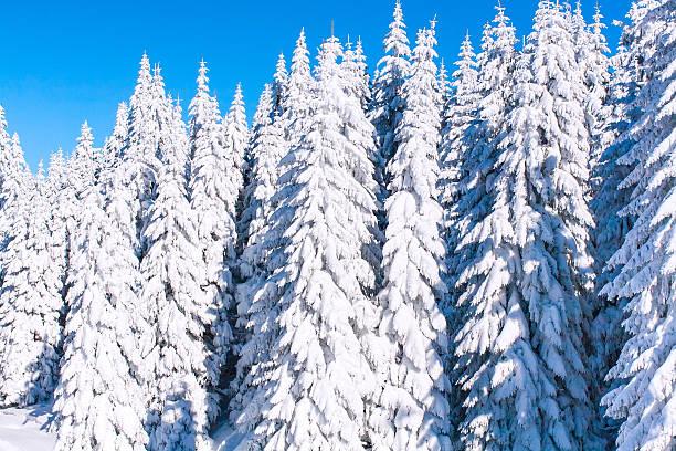 istock winter vacation background with pine trees covered by heavy snow 628914224