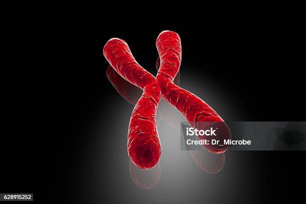 Human Chromosomes Illustration Stock Photo - Download Image Now - Chromosome, Letter X, Adult