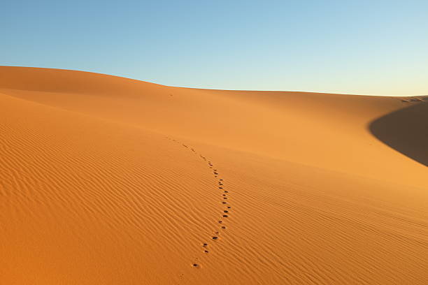 istock Sand Dune with Animal Tracks in the Morning 628915710