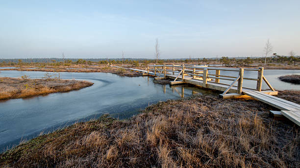 istock Swamp winter landscape. 628916184