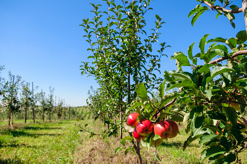 Young trees sapling with red apples in an orchard