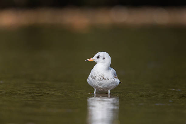 retrato de gaviota natural de cabeza negra común (chroicocephalus ridibundus, larus ridibundus) - common black headed gull fotografías e imágenes de stock