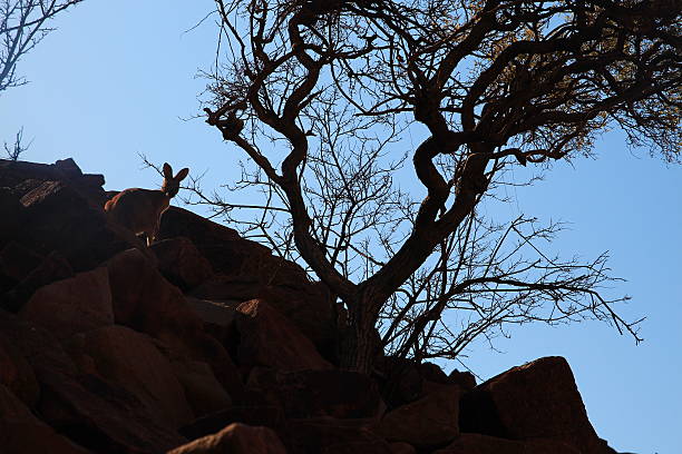 кенгуру в австралийской глубинке - wallaby kangaroo australia northern territory стоковые фото и изображения