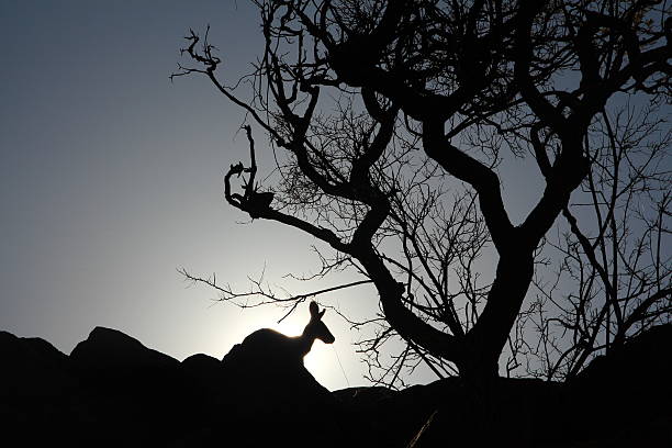 силуэт кенгуру в австралийской глубинке - wallaby kangaroo australia northern territory стоковые фото и изображения