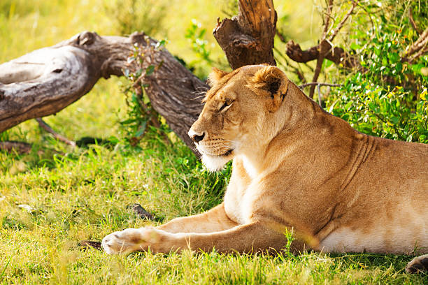 istock Beautiful lioness having rest laying on a grass 628922952