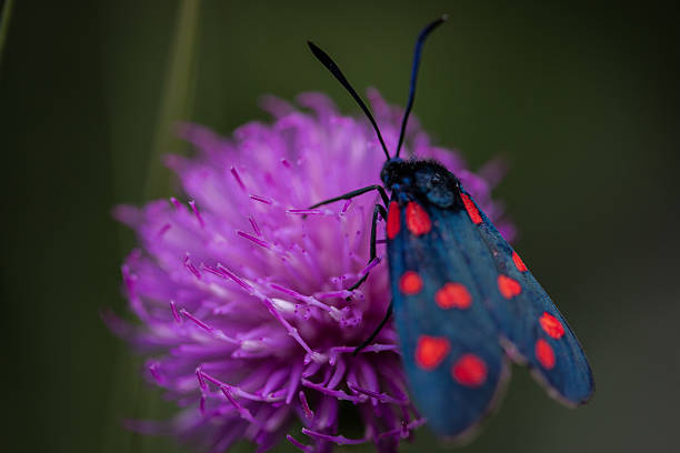 istock Black butterfly on a purple flower 628923016