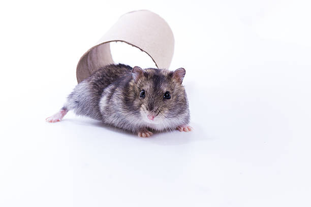 istock Little and Cute Hamster 628923260