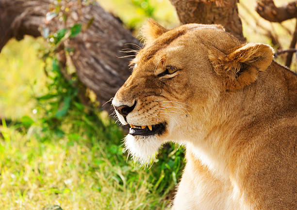 Beautiful African lioness on the nature background