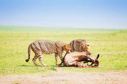 Portrait of two cheetahs eating kill at African savanna