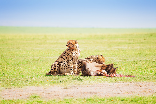 Portrait of two African cheetahs eating the carcass of a wildebeest at Kenyan savanna