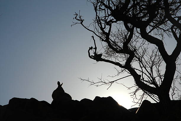 istock Silhouette of a kangaroo in Australian outback 628923476
