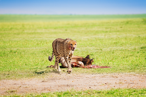 Portrait of African cheetah after feasting on wildebeest kill, Masai Mara National Reserve, Kenya