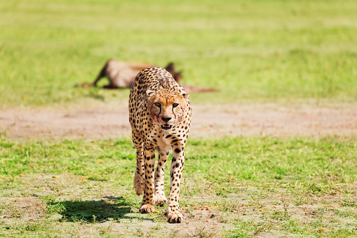 Portrait of wild cheetah walking after feasting at African savanna, Kenya