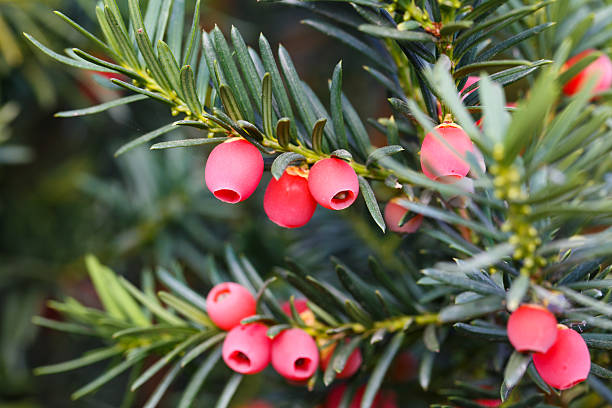 istock Yew tree with red fruits. 628923786