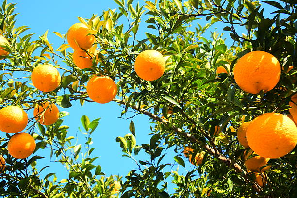 istock Under the blue sky Orange fruit 628924184