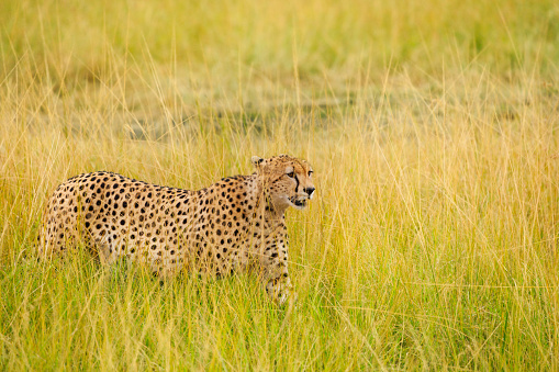 Early morning close-up image, of stalking cheetah (Acinonyx jubatus) as he makes his way through the tall grasses of the Savannah.