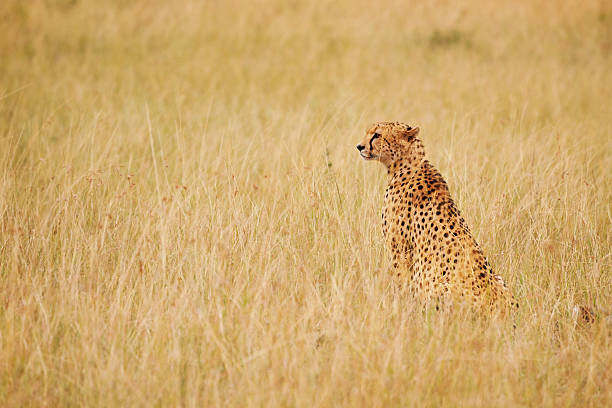 Cheetah walking side view isolated in white background in Kgalagadi transfrontier park, South Africa ; Specie Acinonyx jubatus family of Felidae