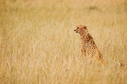 Side view portrait of African cheetah sitting in long dried grass, Masai Mara National Reserve, Kenya