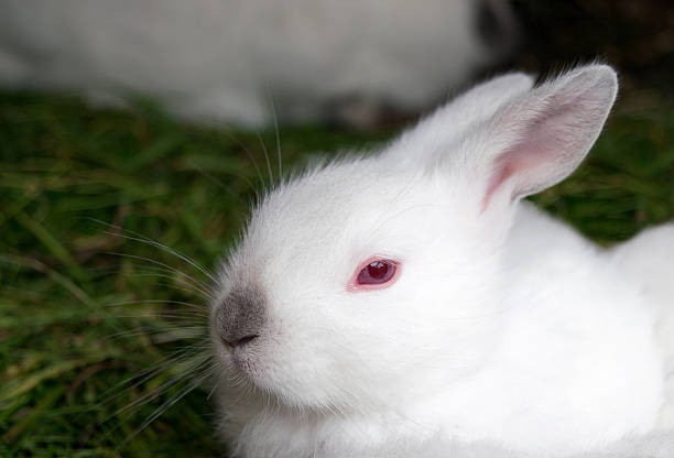 istock white rabbit with red eyes and a black nose 628924738