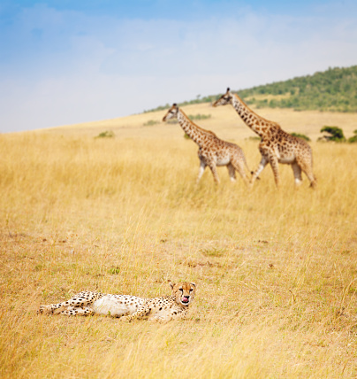 Five lionesses relaxing , while staying alert,  in the grasslands of the Maasai Mara National Reserve in Kenya.
