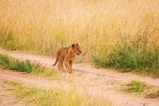 Portrait of lion cub walking alone in savannah, Masai Mara National Reserve