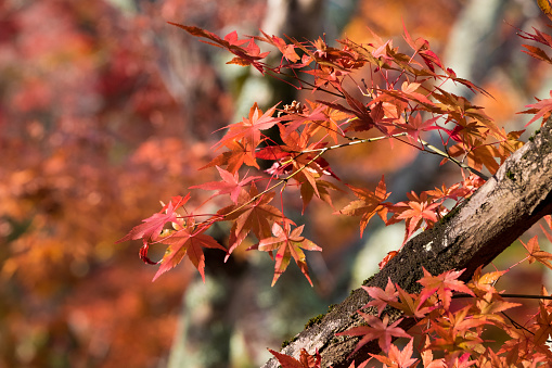 Colorful autumn trees in the forest, White Mountain National Forest, New Hampshire, USA