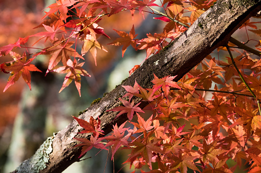 maple in autumn, Kyoto, Japan