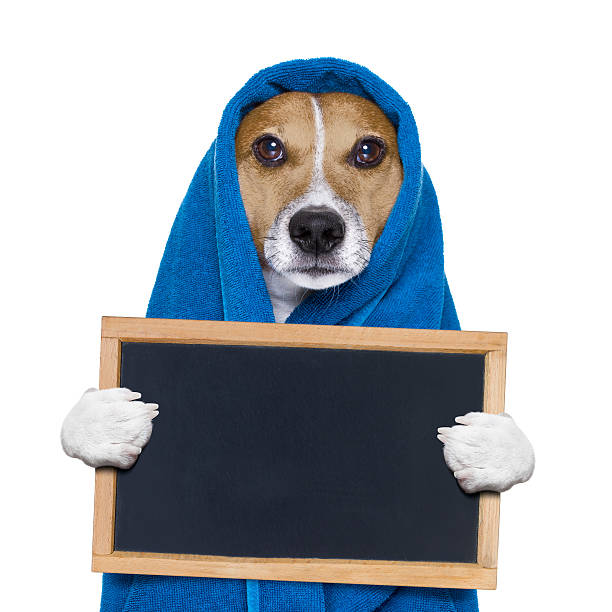 istock dog in shower  or wellness spa 628925846
