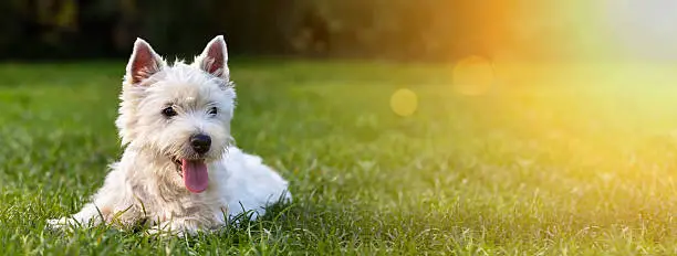 Website banner of a happy dog puppy as lying in the grass