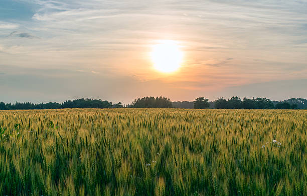istock field of ripening rye on sunset 628926046