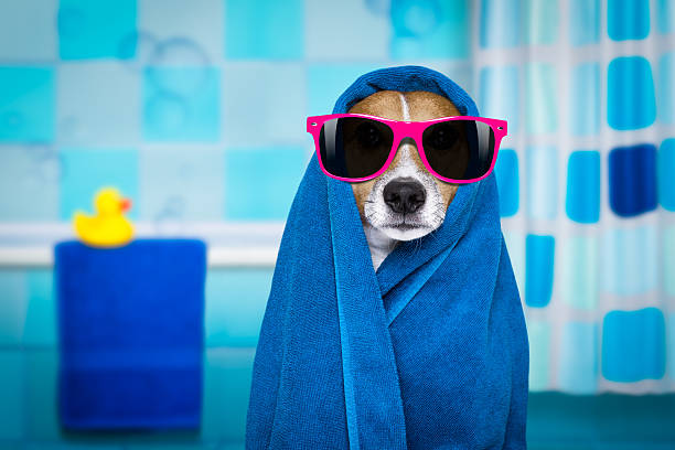 istock dog in shower  or wellness spa 628926076