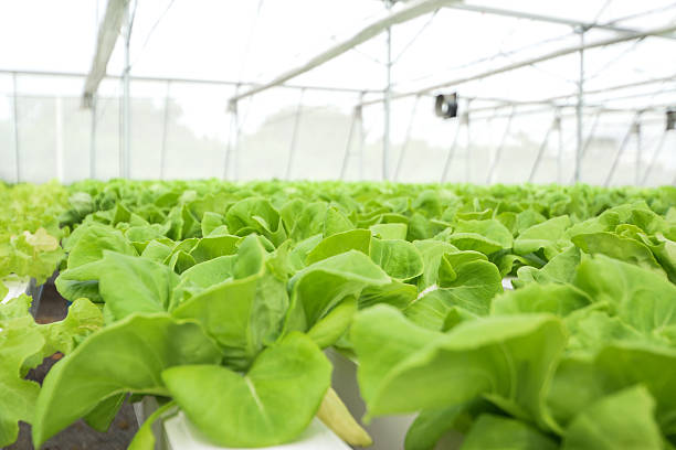 istock Butter head lettuce in hydroponic farm 628926136