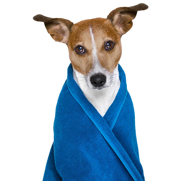 istock dog in shower  or wellness spa 628926380
