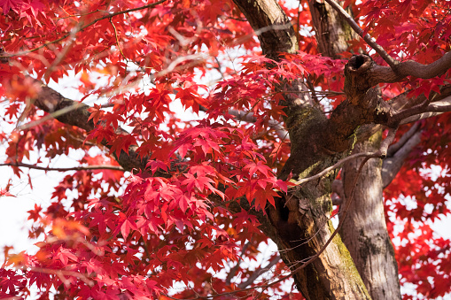 maple in autumn, Kyoto, Japan